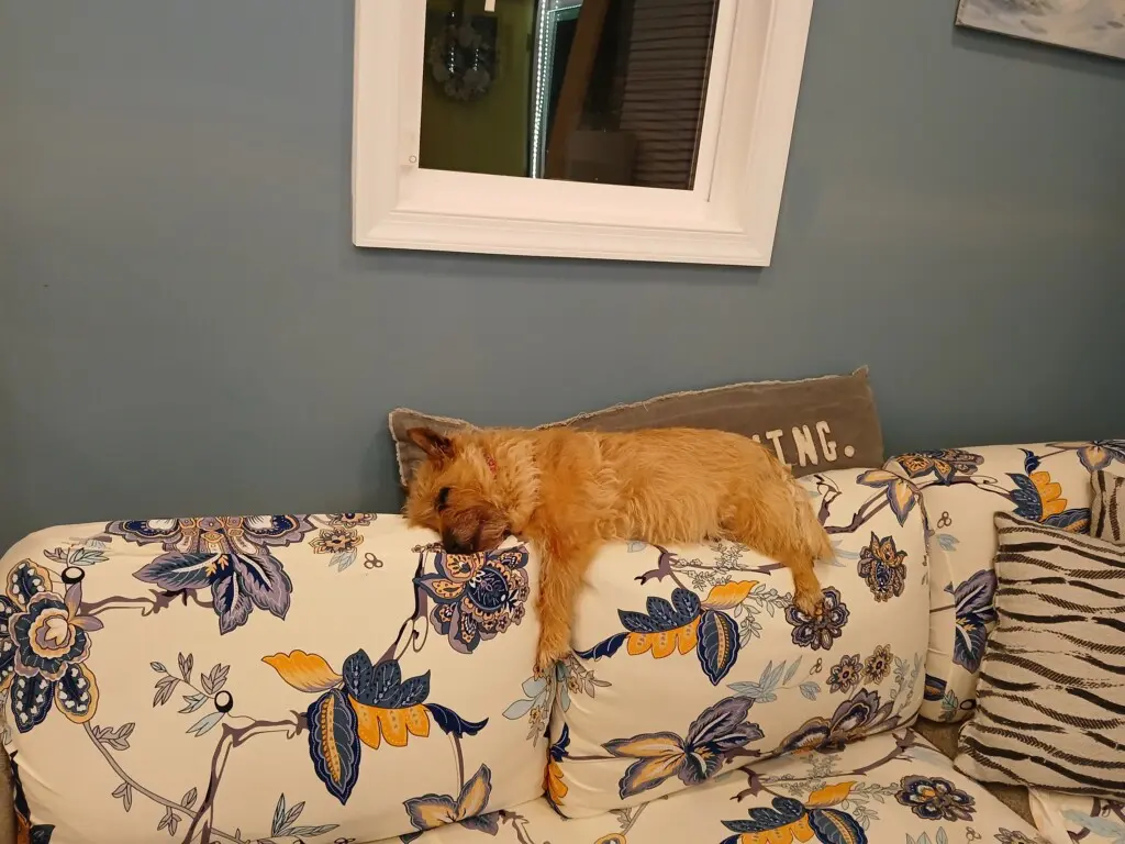 602923e2e23848f4a9c2d9738625dec8 LargeOriginal