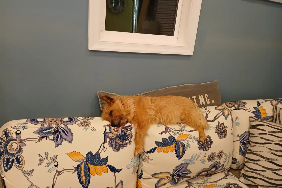 602923e2e23848f4a9c2d9738625dec8 LargeOriginal