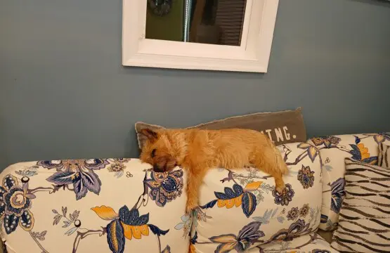 602923e2e23848f4a9c2d9738625dec8 LargeOriginal